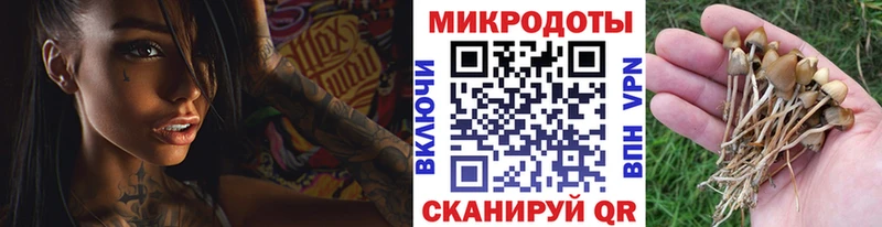 Псилоцибиновые грибы Psilocybe  Купить где  Шлиссельбург 